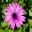 Osteospermum ecklonis cultivar with pink-mauve flower