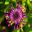 Osteospermum cultivar - purple spooned petals
