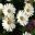 Osteospermum ecklonis White Lightning