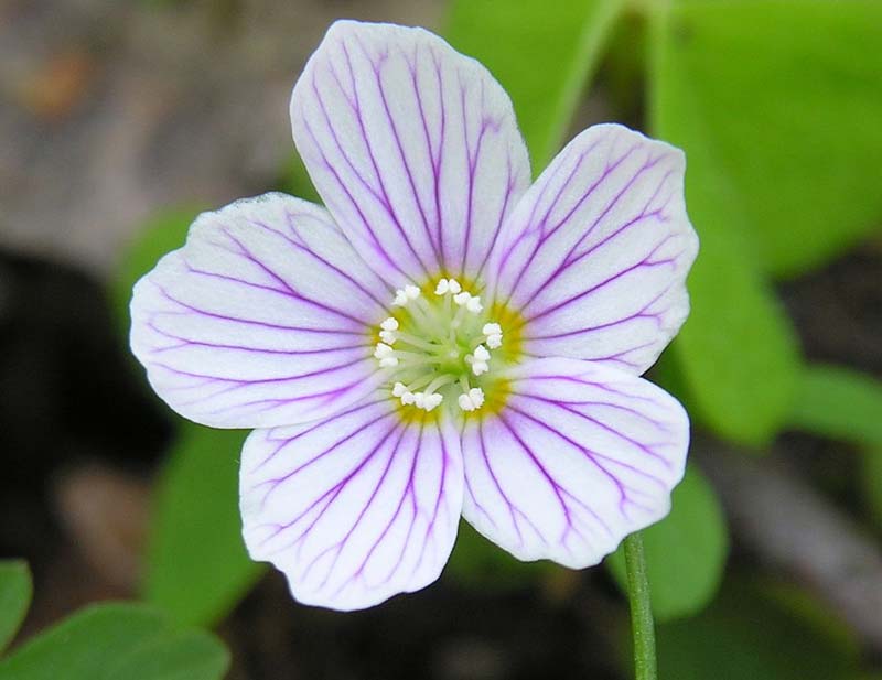 Oxalis acetosella Ziedas Delicate white cup shaped flower with purple veins through the petals - photo Algirdas