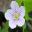 Oxalis acetosella Ziedas Delicate white cup shaped flower with purple veins through the petals - photo Algirdas