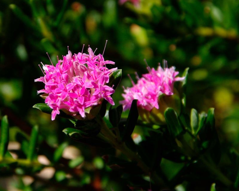 Pimelea ferruginea Rice flower - terminal clusters of small pink flowers