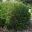 Pimelea ferruginea - Rice Flower - domed shaped shrub with dense deep green foliage