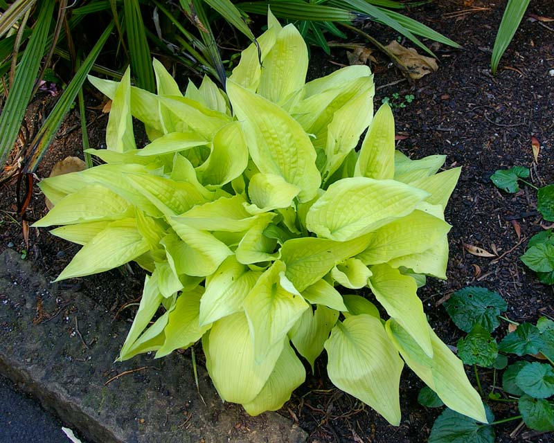 Hosta plantaginea - variety unknown with very pale yellow green leaves