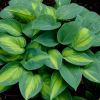 Hosta in damp shade - where they love it.