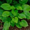 Hosta plantaginea - this is grandiflora