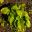 Hosta Plantaginea Grandiflora yellow-green leaves