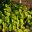 Hosta plantaginea Grandiflora - yellow-green leaves in summer and autumm