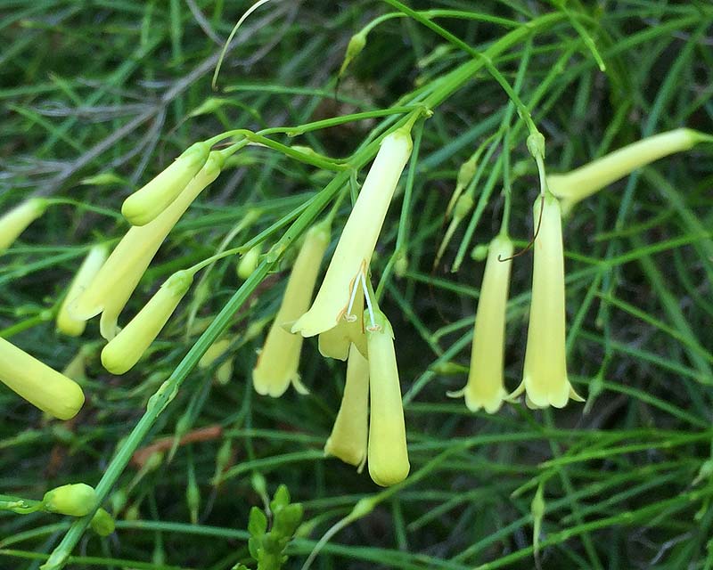 Creamy yellow tubular flowers of Russelia equisetiformis 'Lutea'