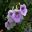 Achimenes 'Amboise Verschaffelt' mauve flowers with deep purple markings