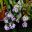 Masses of mauve and deep purple flowers - Achimenes 'Amboise Verschaffelt' - Cupid's Bow