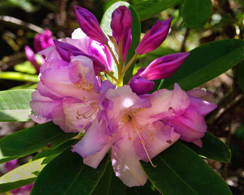 Rhododendron 'Blue River'