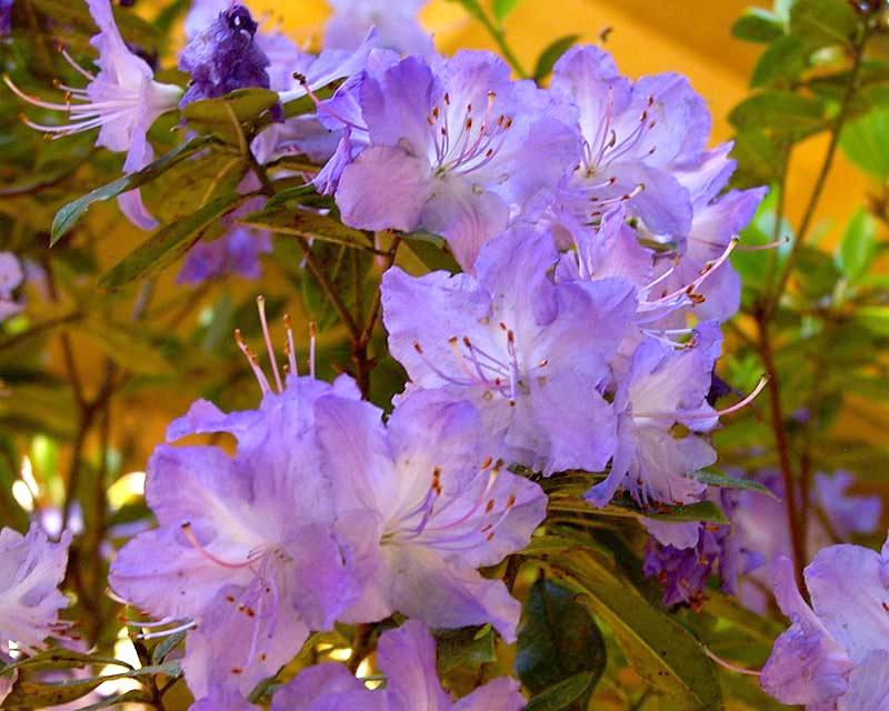 Rhododendron 'Florence Mann' is an Australian hybrid suitable for gardens in SE Australia