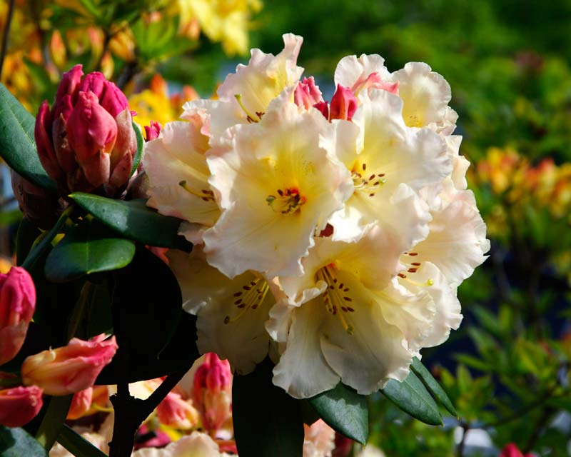 Rhododendron Golden Torch - Trusses of bell shaped pale yellow flowers that open from pink buds. Medium sized shrub growing to 1.5m