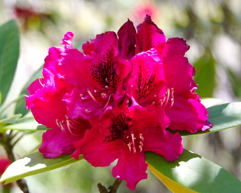Rhododendron Max Sye   Trusses of deep red funnel shaped flowers.  It is a medium sized shrub and will grow up to 2.4m