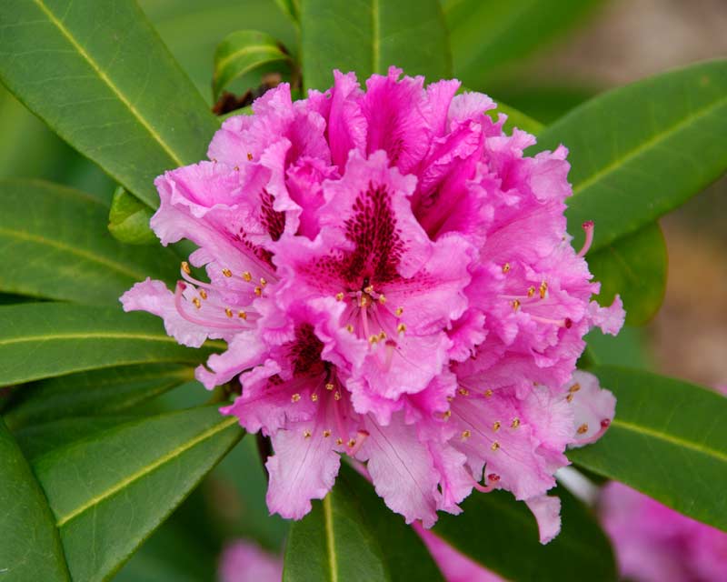 Rhododendron Prince Camille de Rohan. Conical trusses of deep pink/mauve funnel shaped flowers with deep crimson flare. Medium sized dense shrub growing up to 2m