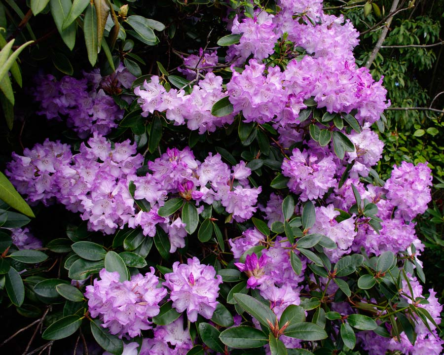Rhododendron Robyn - as seen in Jubilee gardens, Hobart.  Trusses of pale mauve funnel shaped flowers.  Medium sized shrub to 3m