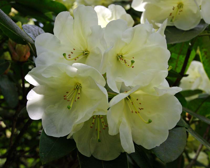 Rhododendron Roza Stephenson - trusses of soft lemon funnel shaped flowers. Flowers late spring.  Grows up to 1.8m