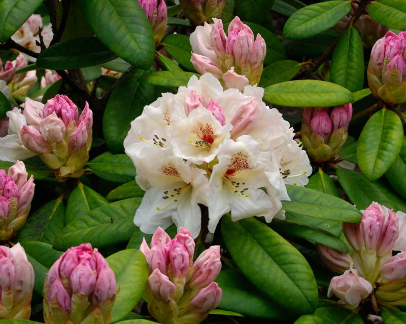 Rhododendron Maharani - medium shrub with trusses of large creamy flowers with red flare