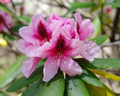 Rhododendron Mrs G. W. Leak. Flowers funnel shaped, light pink with crimson central flare. Blooms mid spring. Compact shrub