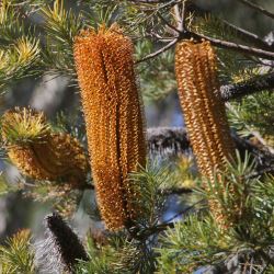 Banksia 'Giant Candles' 
