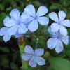 Plumbago auriculata - this is Royal Cape