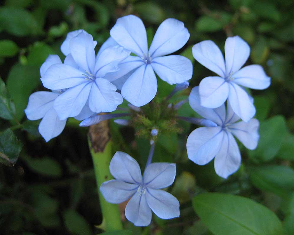 Plumbago auriculata - this is Royal Cape