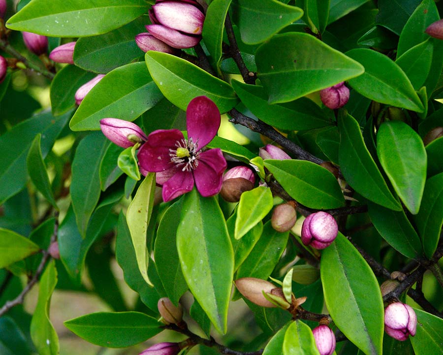 Flowers and buds of the Port Wine Magnolia, Michelia figo