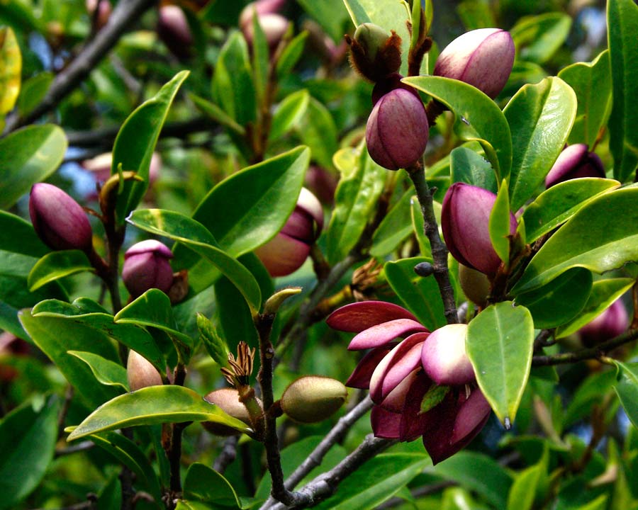 Buds are cream streaked with red - Michelia figo, the Port Wine Magnolia
