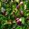 Buds are cream streaked with red - Michelia figo, the Port Wine Magnolia