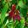 Red-maroon coloured flowers of Michelia figo, The Port Wine Magnolia