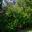 Michelia figo grows into a dense bushy shrub that can reach 5m tall