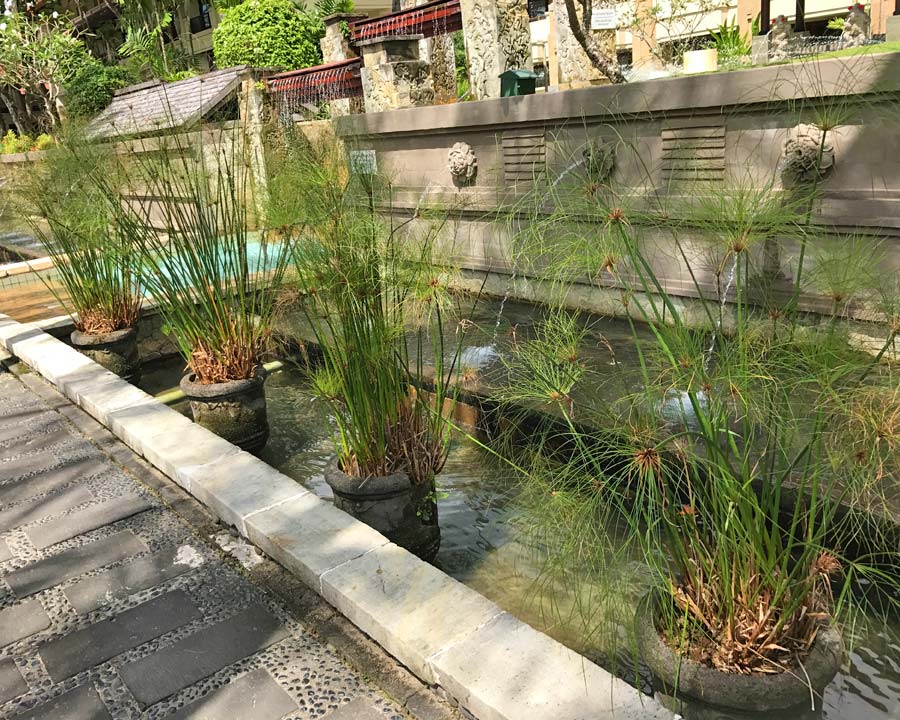 Cyperus papyrus growing in pots.