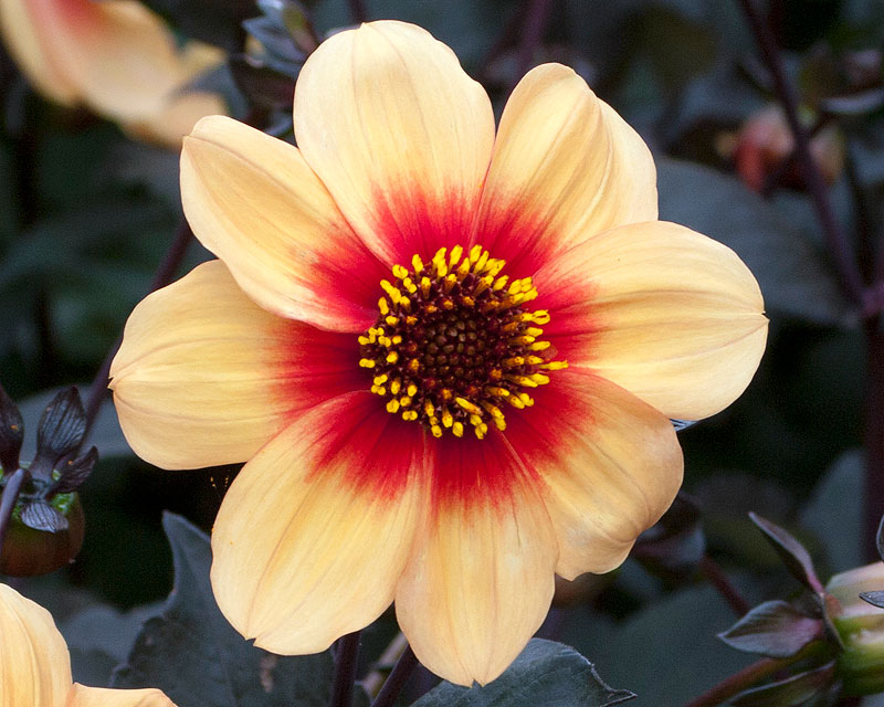 Dahlia Collerette group - we think this is 'Sunshine' introduced in 1915.