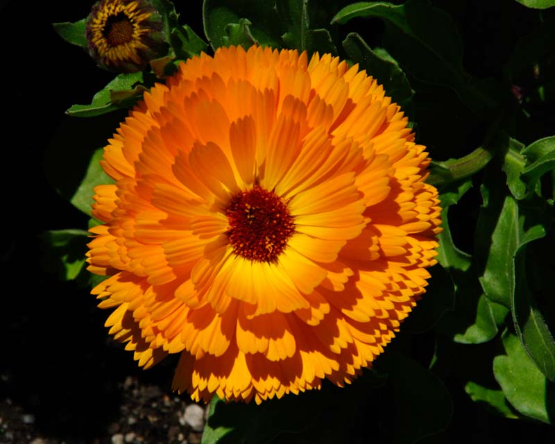 Calendula officinalis x Pacific Beauty  - Pot Marigold - orange daisy like flower