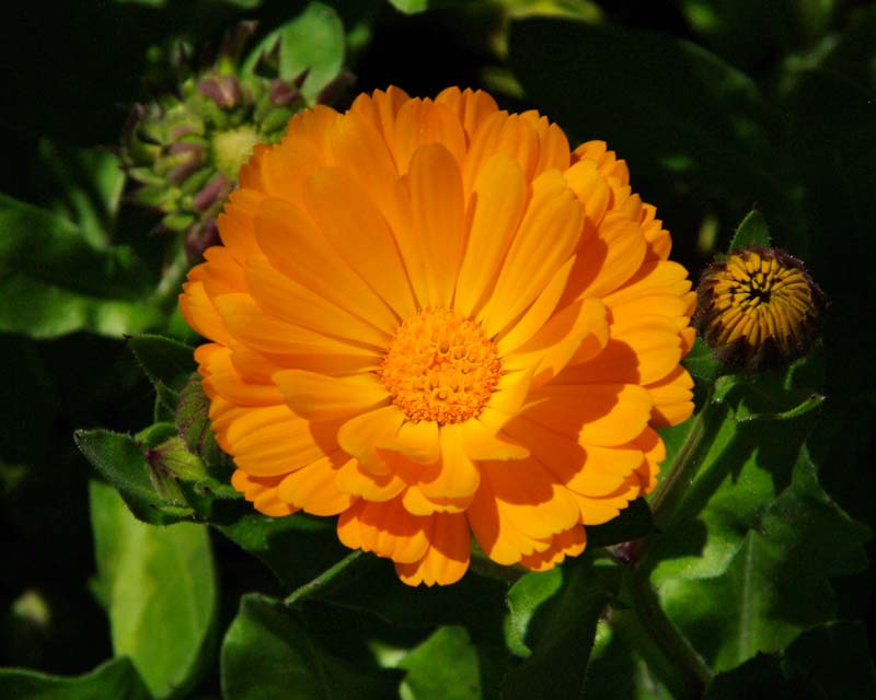 Calendula officinalis x Pacific Beauty  - Pot Marigold - orange daisy like flower