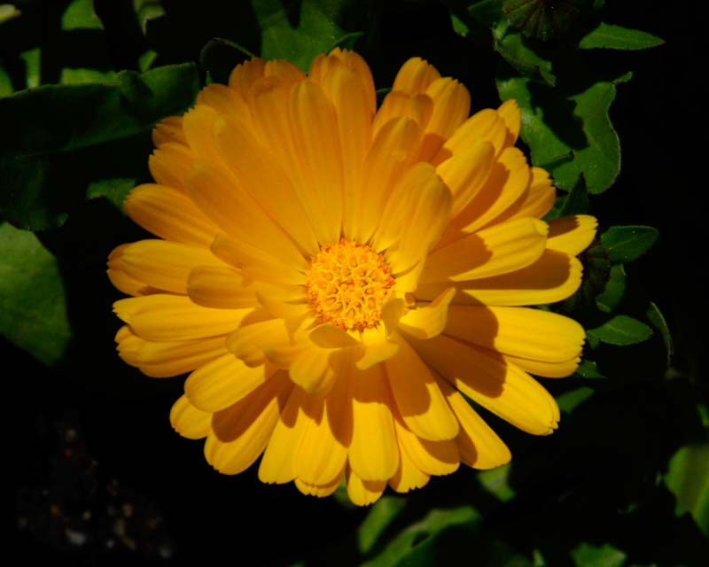 Calendula officinalis x Pacific Beauty  - Pot Marigold - yellow daisy like flower