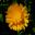 Calendula officinalis x Pacific Beauty  - Pot Marigold - yellow daisy like flower