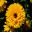 Calendula officinalis x Pacific Beauty - Pot Marigold -  yellow daisy like flower