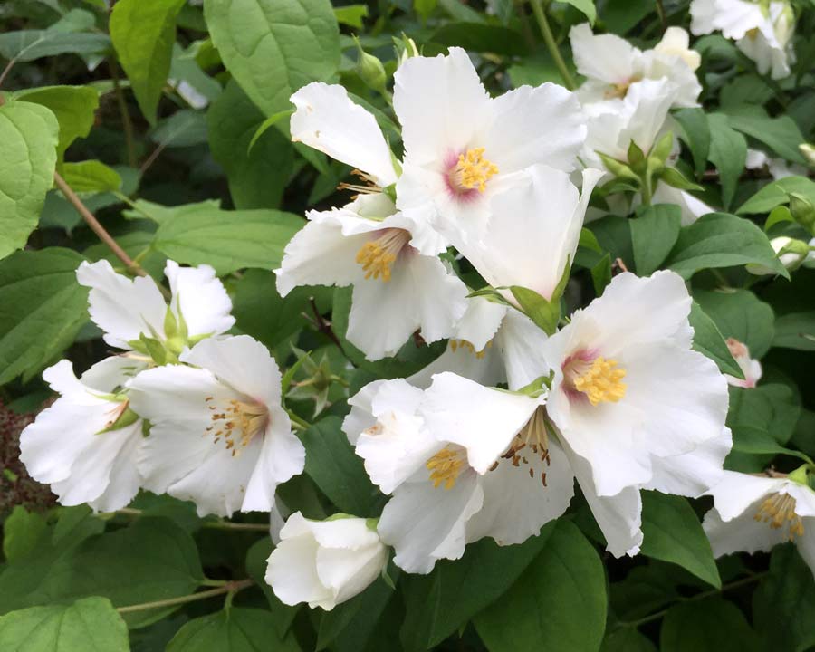 Philadelphus 'Belle Etoile' large open white flowers with small red central marking