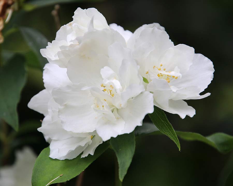 Philadelphus 'Innocence' large pure white  flowers