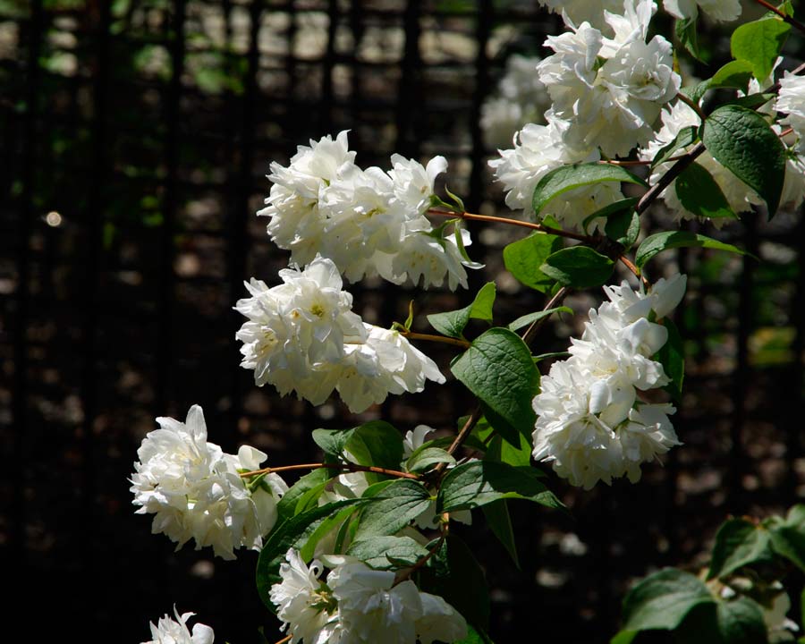 Philadelphus 'Schneesturm'. Clusters of pure white double flowers along arching stems