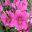 Lavatera Magenta Magic - magenta flowers with deep pink veins