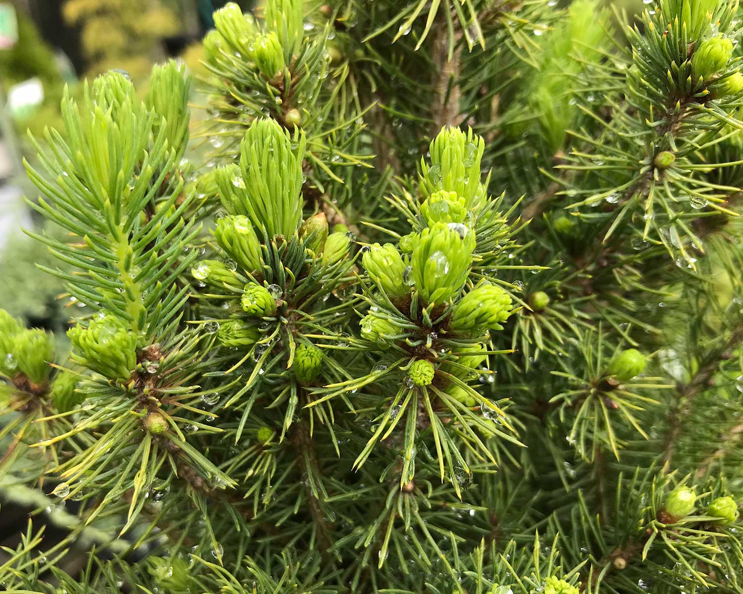 Picea glauca 'Christmas Star'
