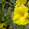 Reinwardtia indica - yellow trumpet shaped flowers