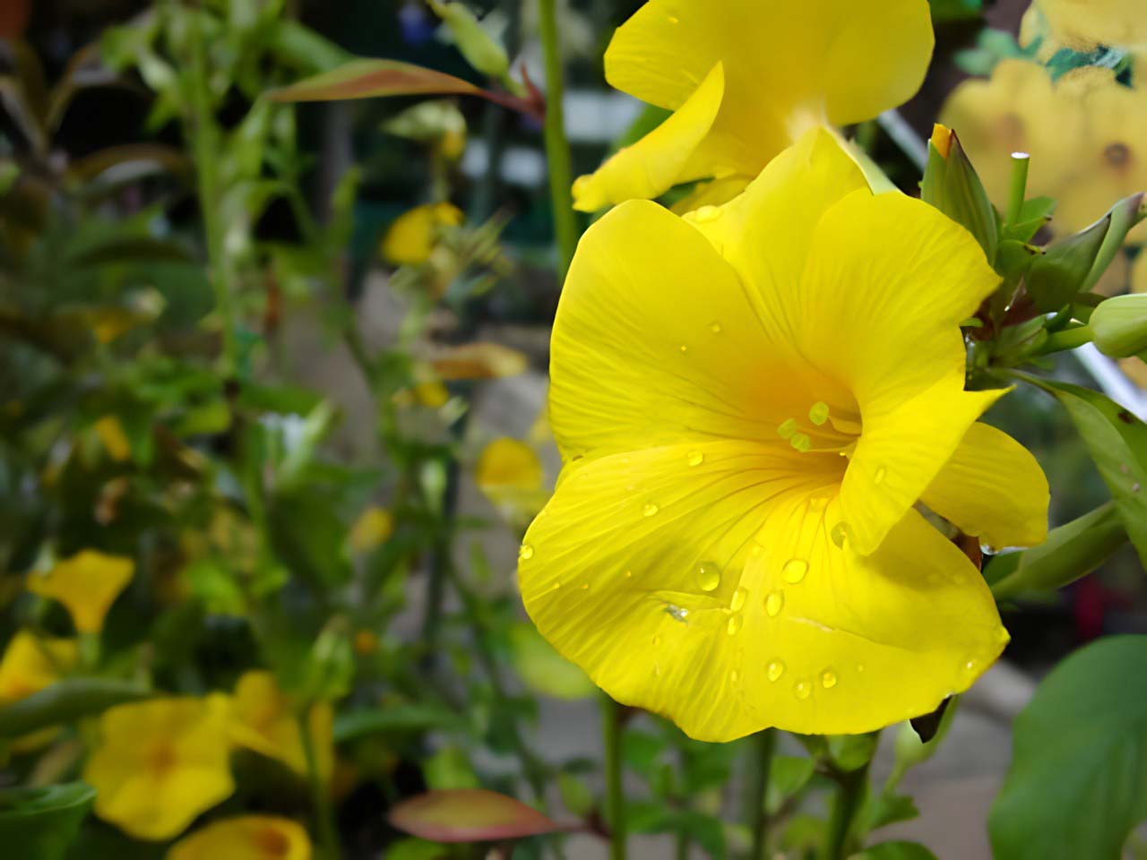 Reinwardtia indica - yellow trumpet shaped flowers