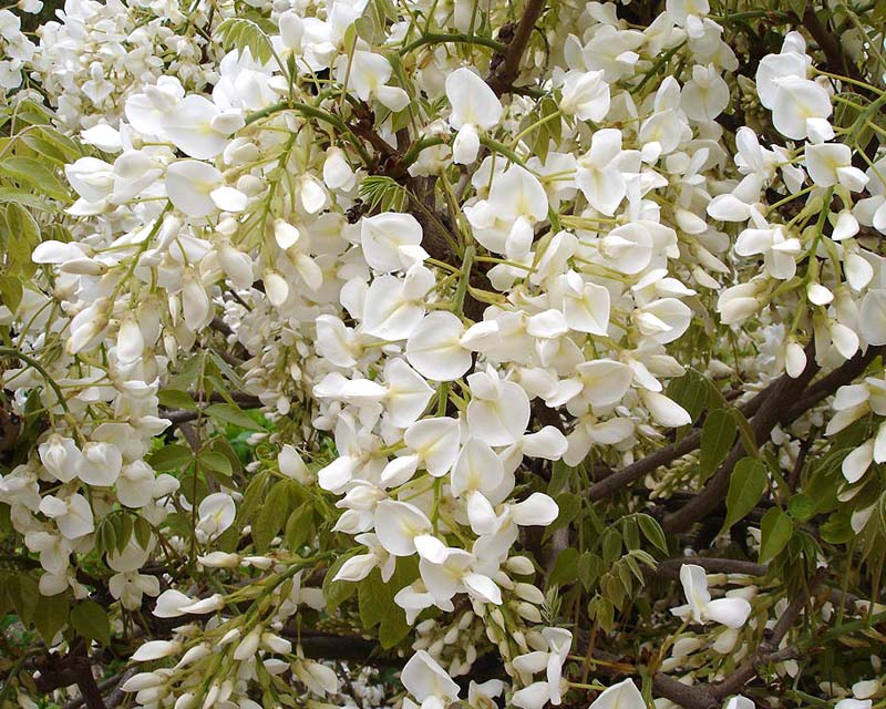 Wisteria sinensis  Alba - panicles of white flowers - photo Jean Tosti