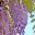 The delicate flowers of Wisteria sinensis - Sydney Botanic Gardens