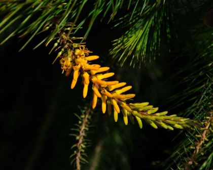 Persoonia pinifolia -