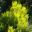 Persoonia - bushy shrub